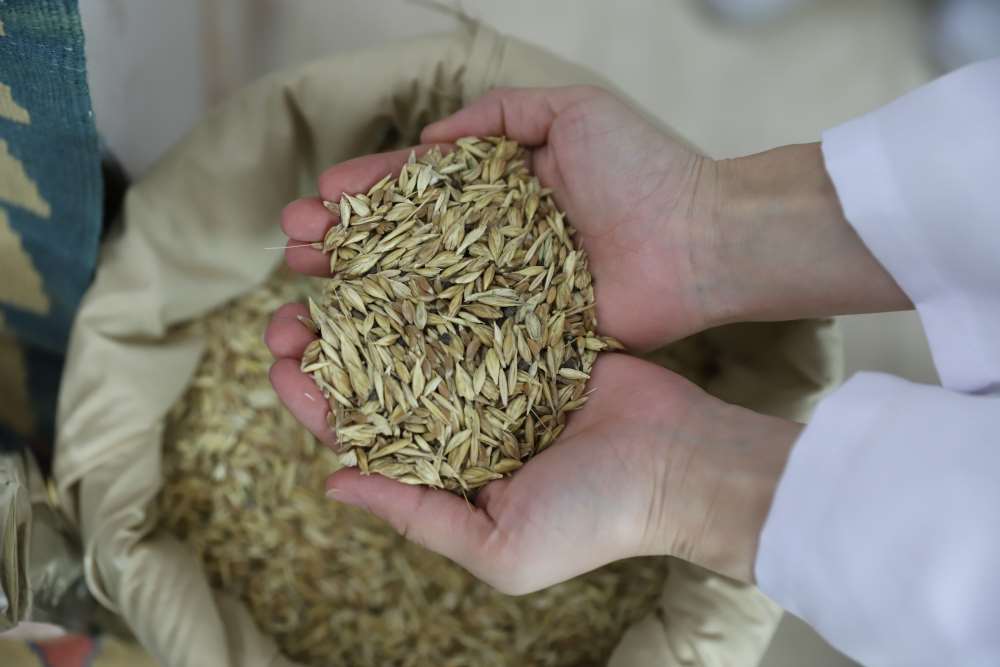 “Buğdayın Atası Kavılca” ARÜ’de Gündem Oldu: Dünya Toprak Günü Bilimsel Programı Gerçekleştirildi